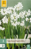Narcis paperwhite 3 bollen - afbeelding 3
