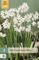 Narcis paperwhite 3 bollen