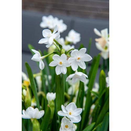 Narcis paperwhite 3 bollen - afbeelding 2