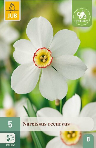 Narcis recurvus 5 bollen - afbeelding 3