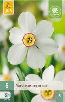 Narcis recurvus 5 bollen - afbeelding 3