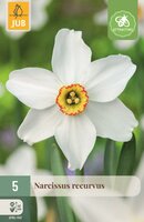 Narcis recurvus 5 bollen