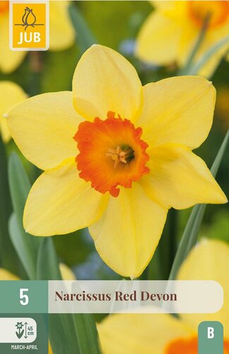 Narcis red devon 5 bollen - afbeelding 3