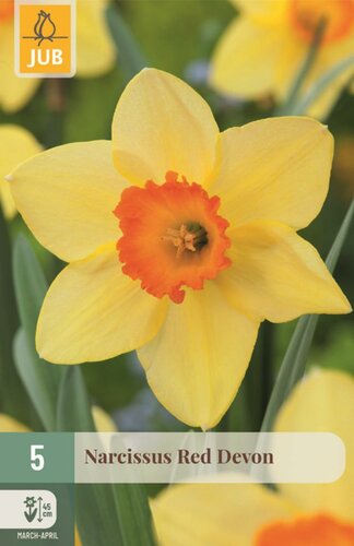 Narcis red devon 5 bollen - afbeelding 1
