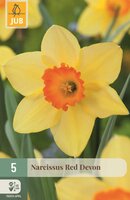 Narcis red devon 5 bollen
