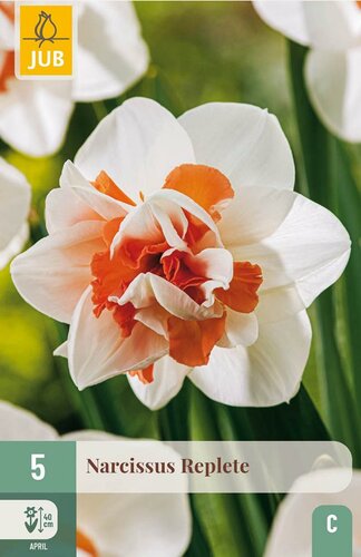Narcis Replete 5 bollen - afbeelding 4