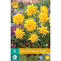 Narcis Rip van Winkle 5 bollen - afbeelding 2