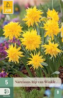 Narcis Rip van Winkle 5 bollen - afbeelding 3
