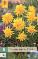 Narcis Rip van Winkle 5 bollen