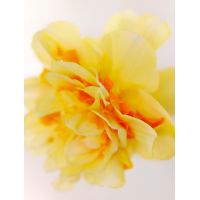 Narcis tahiti 5 bollen - afbeelding 3