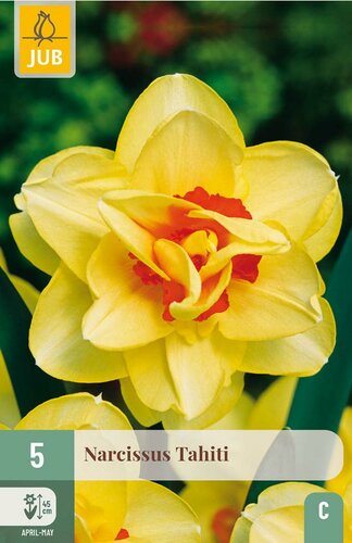 Narcis tahiti 5 bollen - afbeelding 4