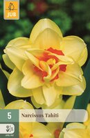 Narcis tahiti 5 bollen