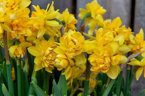 Narcis tete boucle 12 bollen - afbeelding 2