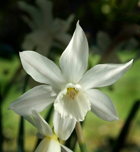 Narcis Thalia 12 bollen - afbeelding 2