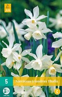 Narcis Triandrus Thalia 5 bollen - afbeelding 1