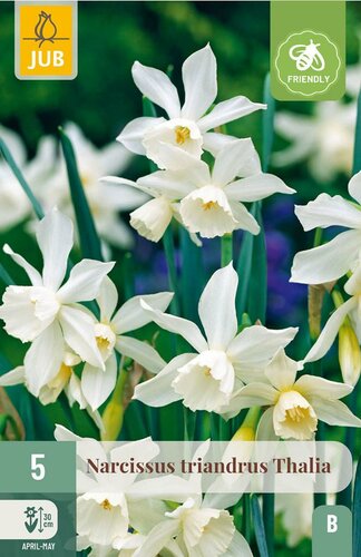 Narcis Triandrus Thalia 5 bollen - afbeelding 4