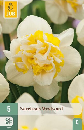 Narcis westward 5 bollen - afbeelding 3