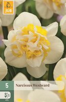 Narcis westward 5 bollen