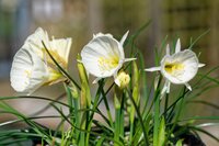 WHITE PETTICOAT NARCISSUS