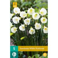 Narcis white petticoat 5 bollen