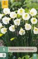 Narcis white petticoat 5 bollen - afbeelding 3