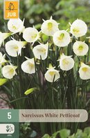 WHITE PETTICOAT NARCISSUS