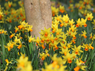 Narcisbollen