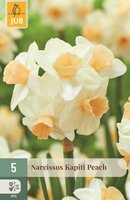 Narcissen kapiti peach 5 bollen