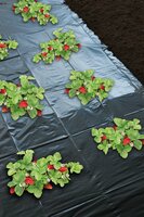 Nature aardbeienfolie 5 x 1.4 meter zwart - afbeelding 2