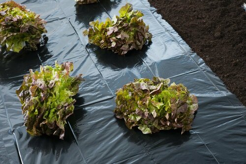 Nature afdekfolie 5 x 1.4 meter zwart - afbeelding 2