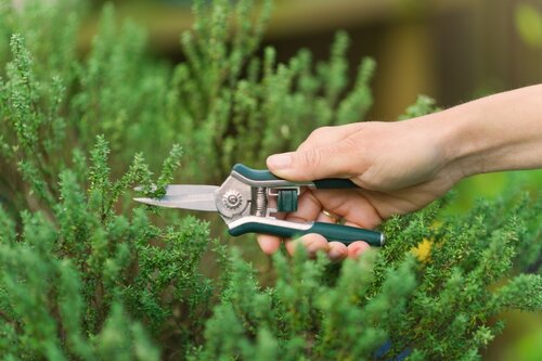 Nature bloemen / kruidensnoeischaar - afbeelding 2