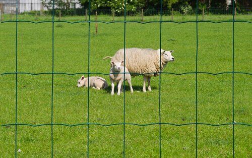 Nature gaas rechthoekig 10 x 1 meter - afbeelding 2