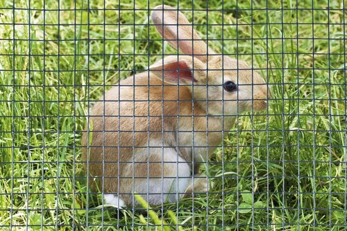 Nature gaas vierkant 50 cm x 3 meter - afbeelding 2