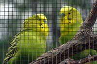 Nature gaas vierkant 50 cm x 3 meter groen - afbeelding 2