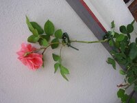 Nature klimplantgeleiders d 25-45 mm 6x