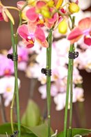 Nature orchidee clips 10 stuks