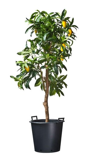 Nature ritzi container met handgreep 30 liter - afbeelding 1