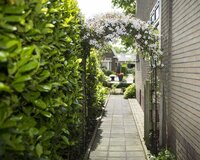 Nature rozenboog metaal zwart 229 cm - afbeelding 2