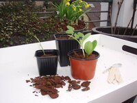 Nature stekpotjes kunststof 9x9x9.5 cm 7 stuks