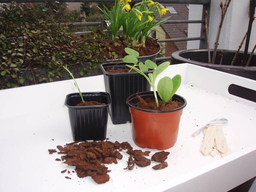 Nature stekpotjes kunststof 9 cm 8 stuks - afbeelding 1