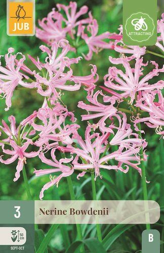Nerine bowdenii - afbeelding 1