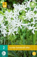 Nerine bowdenii alba - afbeelding 1