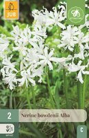Nerine bowdenii alba