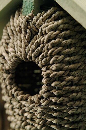 Nestbuidel zeegras - afbeelding 4