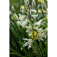 Ornithogalum nutans 15 bollen - afbeelding 2