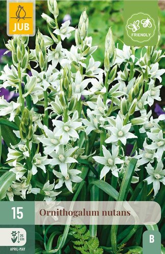 Ornithogalum nutans 15 bollen - afbeelding 3