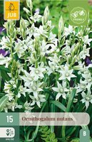 Ornithogalum nutans 15 bollen - afbeelding 3
