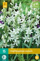 Ornithogalum nutans 15 bollen - afbeelding 2