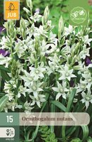 Ornithogalum nutans 15 bollen