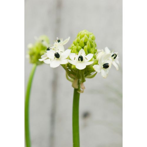 Ornithogalum saundersiae - afbeelding 2